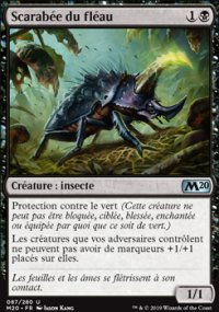 Scarabée du fléau - 
