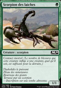 Scorpion des laîches - 