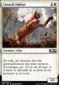 Caracal rôdeur - 