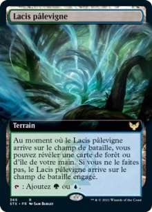 Lacis pâlevigne - 